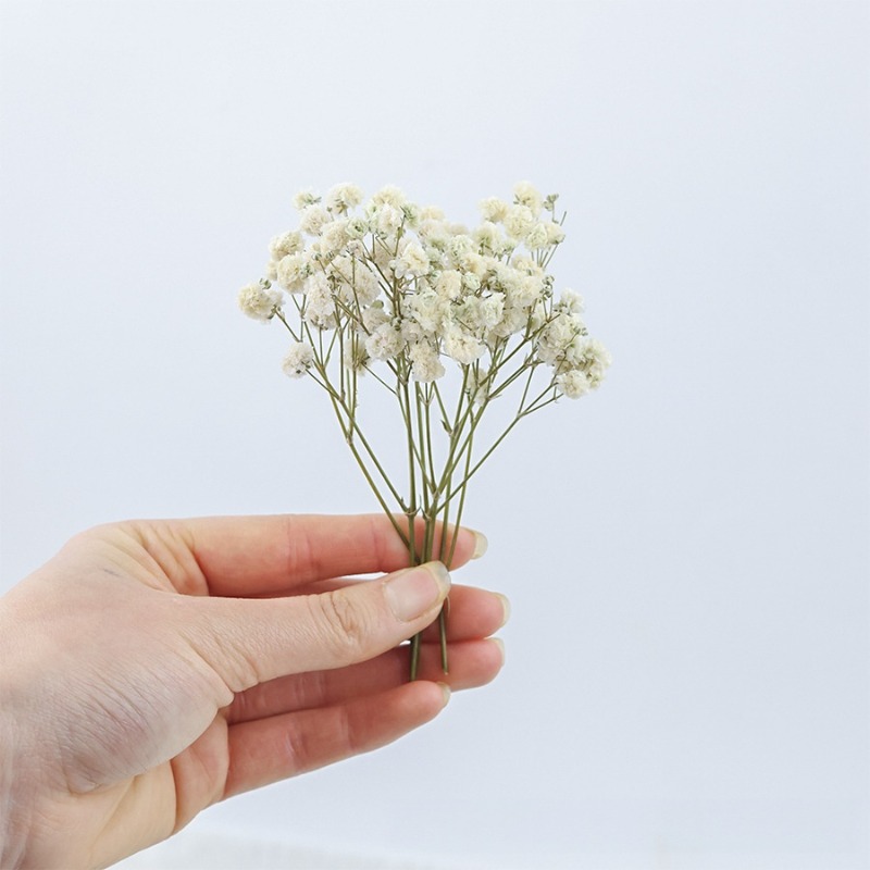50개 천연 건조 안개꽃(자이프로필라), DIY, 카드 - Florist Supply Vases 리뷰 및 가격